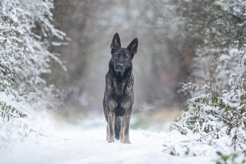 Dog